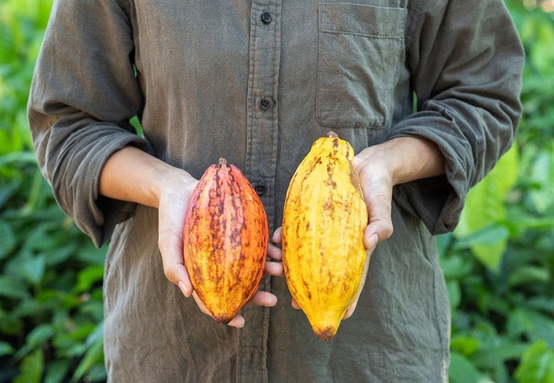 How is Raw Cacao Made? – 6 Step Process